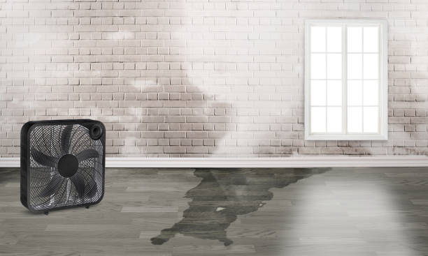 Best Sewage cleanup and water damage restoration  in Bridgeport, WA